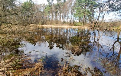 Galerie Schierls Teich