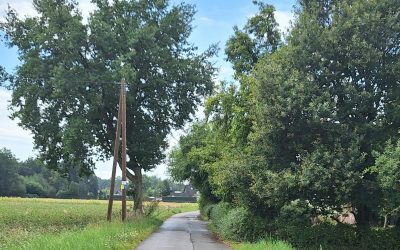 Eichenprozessionsspinner