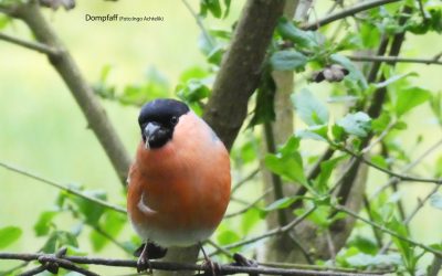 2025 Vogelkundlicher Spaziergang